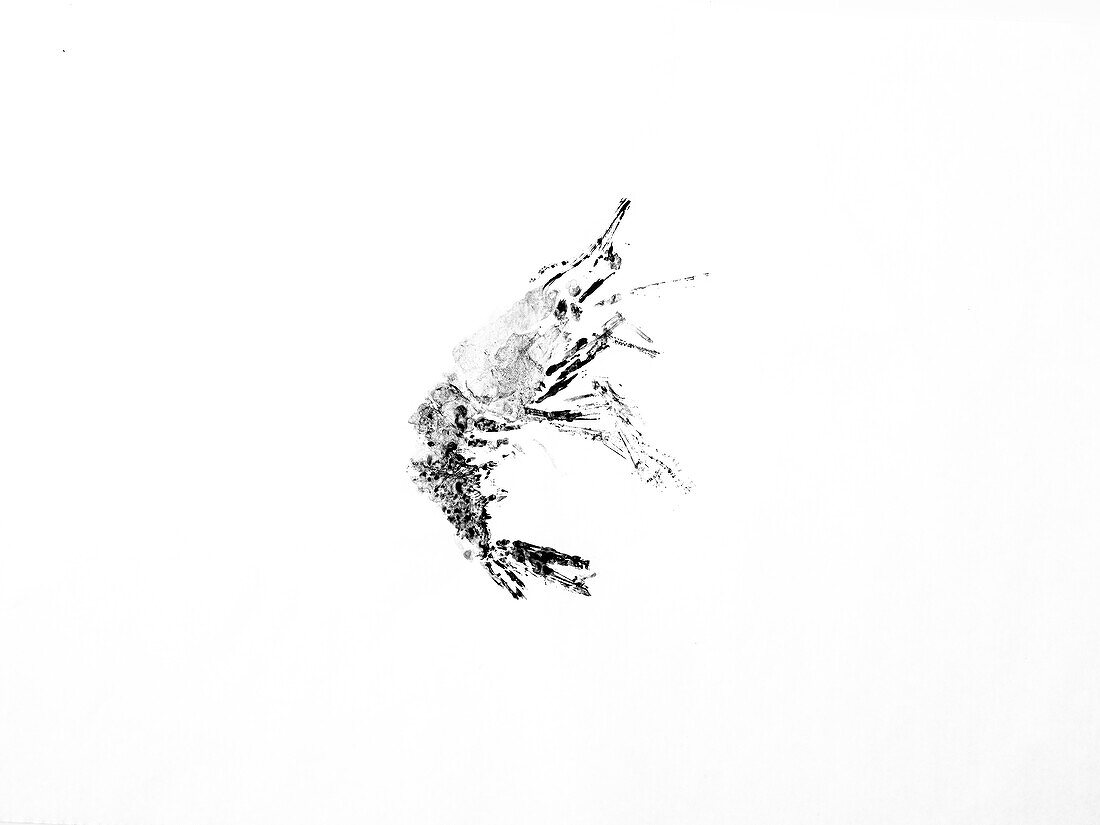 Black print of prawn made in gyotaku technique on rice paper