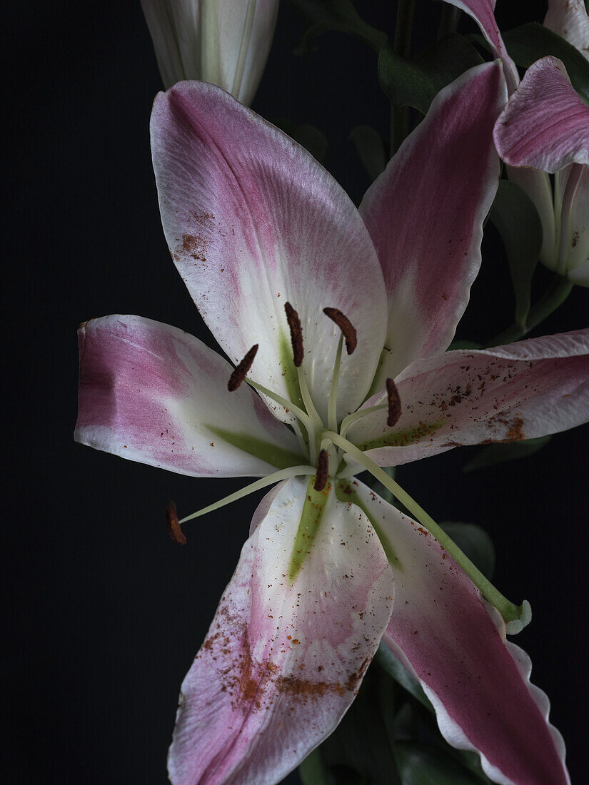 A detailed close-up image of a pink and white lily, showcasing its vibrant petals and prominent stamens against a dark background