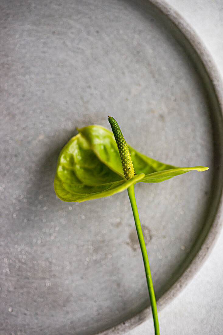 From above, a vibrant green anthurium with a spiky spadix rests elegantly on a textured grey circular surface, highlighting its unique texture and form.