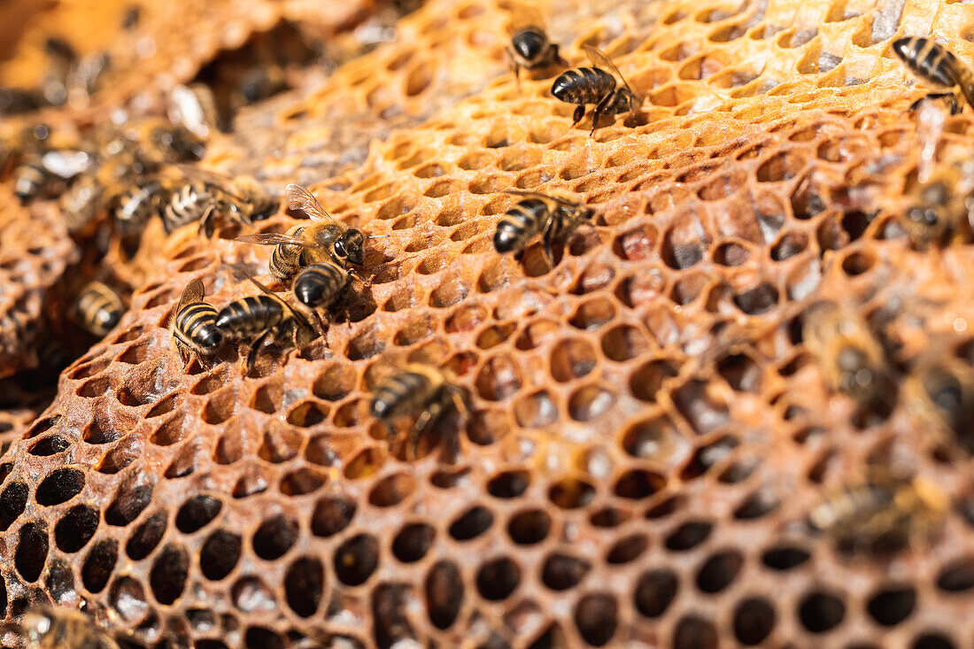 Nahaufnahme von oben von vielen Bienen, die auf einer Honigwabe in einem Bienenstock auf dem Lande sitzen