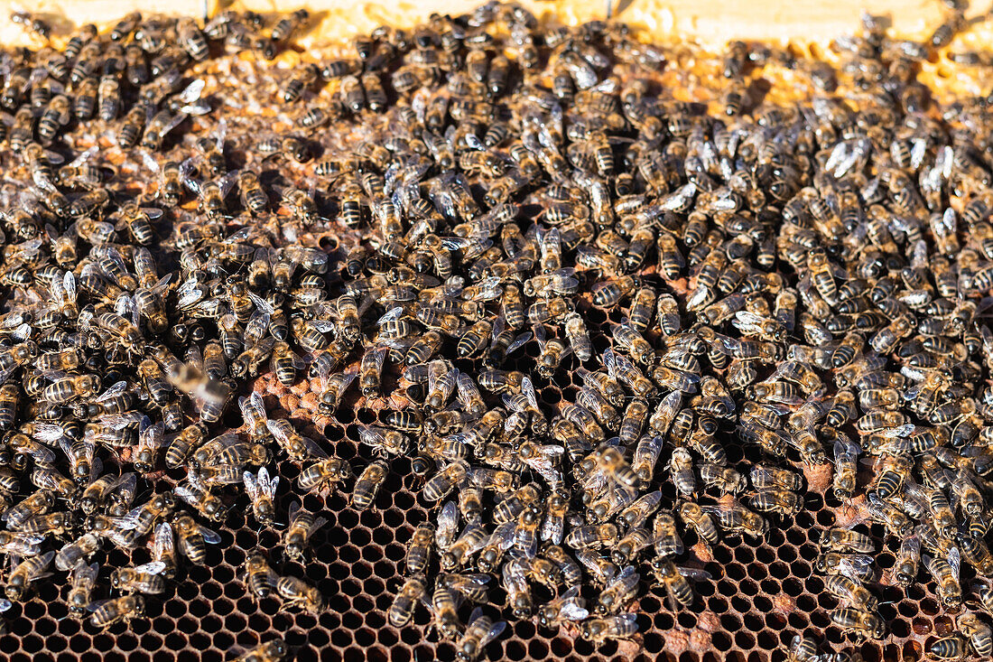 Nahaufnahme von oben von vielen Bienen, die auf Honigwaben in einem Bienenhaus in der Natur sitzen