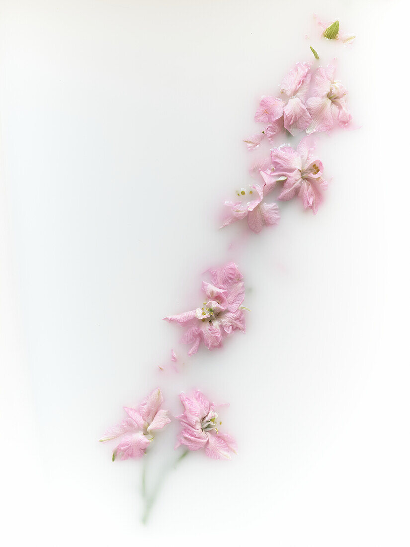 A soft and elegant image showcasing delicate pink flowers arranged gracefully on a pure white background The subtle folds and tints of the petals convey a serene, gentle aesthetic ideal for design projects