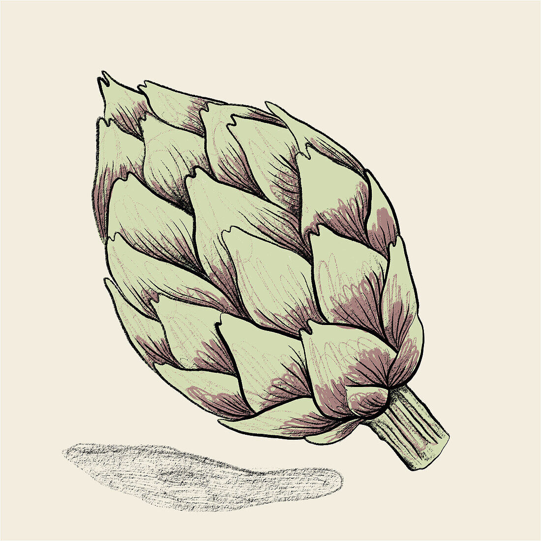 Illustration showcases the detailed artwork of a hand-drawn artichoke with shaded hues, set against a plain and lightly textured backdrop.