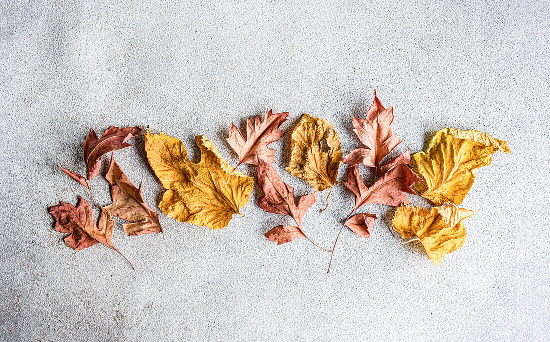 A collection of colorful, dried autumn leaves laid out in a flat lay design on a textured gray background, capturing the essence of fall