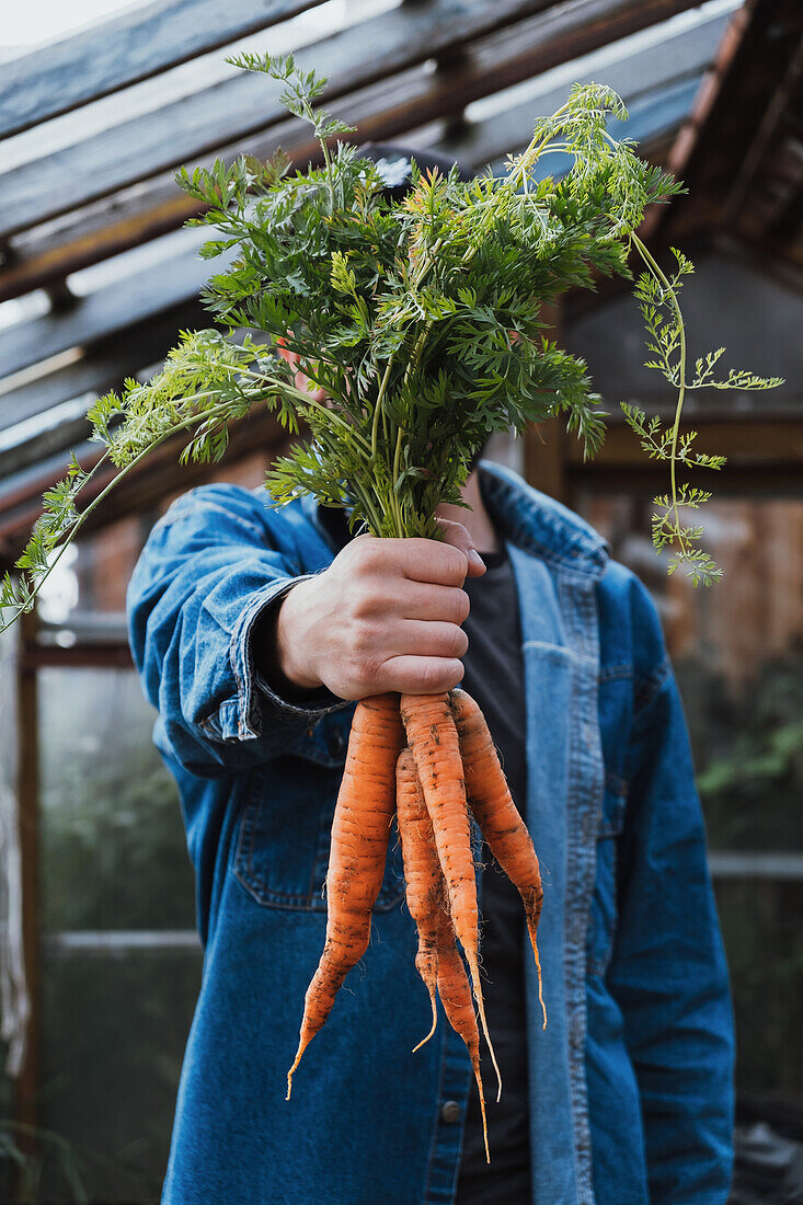 Cropped unrecognizable person in a denim jacket holds a bunch of freshly harvested organic carrots with green tops