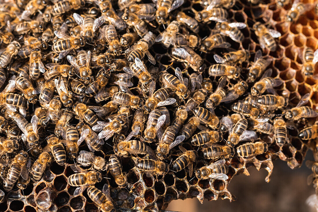 Top view closeup of many bees sitting on honeycomb in apiary in countryside