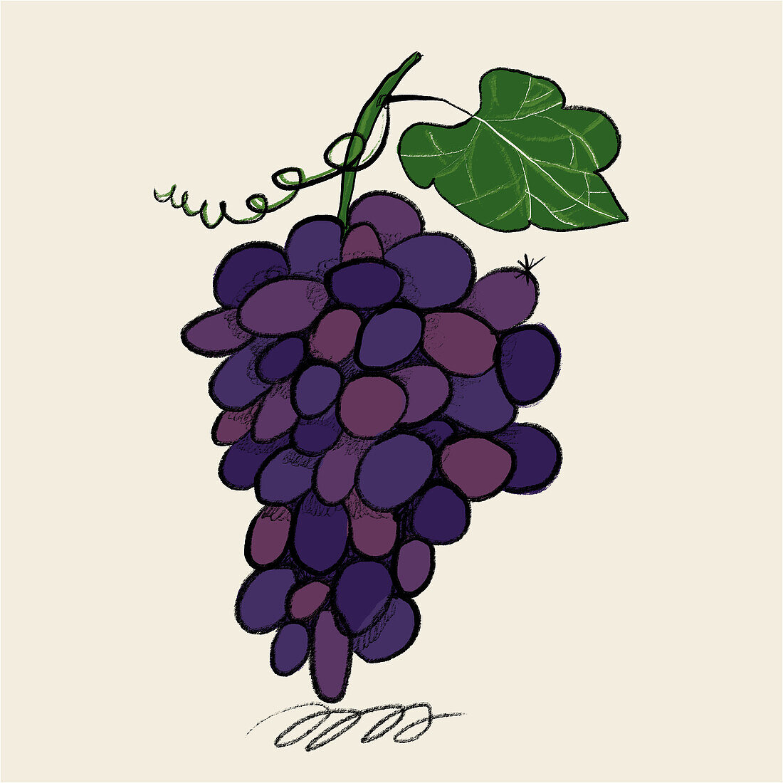 An artistic, textured illustration of a lush bunch of purple grapes with a green leaf.