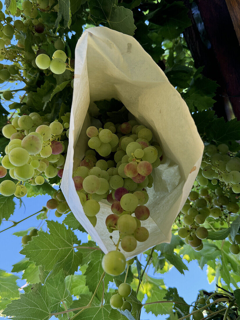 Eine mit einer weißen Papiertüte bedeckte Traube grüner Weintrauben hängt an einer Rebe, um die Früchte vor Vögeln und Insekten in einem sonnigen, belaubten Weinberg zu schützen