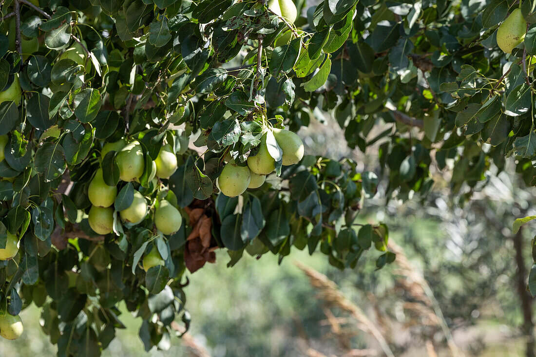 Reife Birnen, die auf einem Bauernhof in Castilla La Mancha im Sonnenlicht an einem Baum hängen.