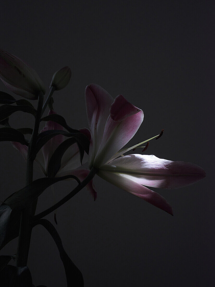 Ein eindrucksvolles Bild einer Lilienblüte, aufgenommen bei schwachem Licht, mit leuchtend rosa und weißen Blütenblättern mit einem subtilen Hauch von Lila, umgeben von tiefen Schatten