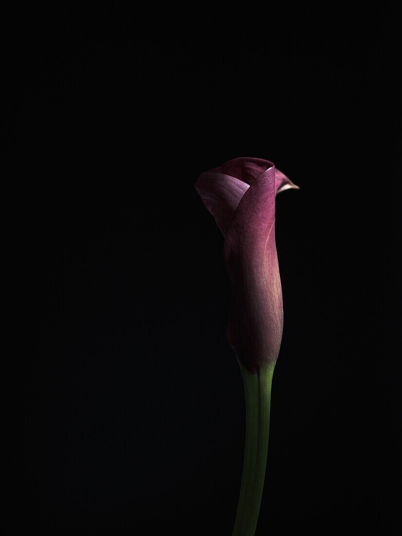 A solitary purple calla lily, artistically lit and set against a stark black background, highlighting its graceful curves and vibrant color