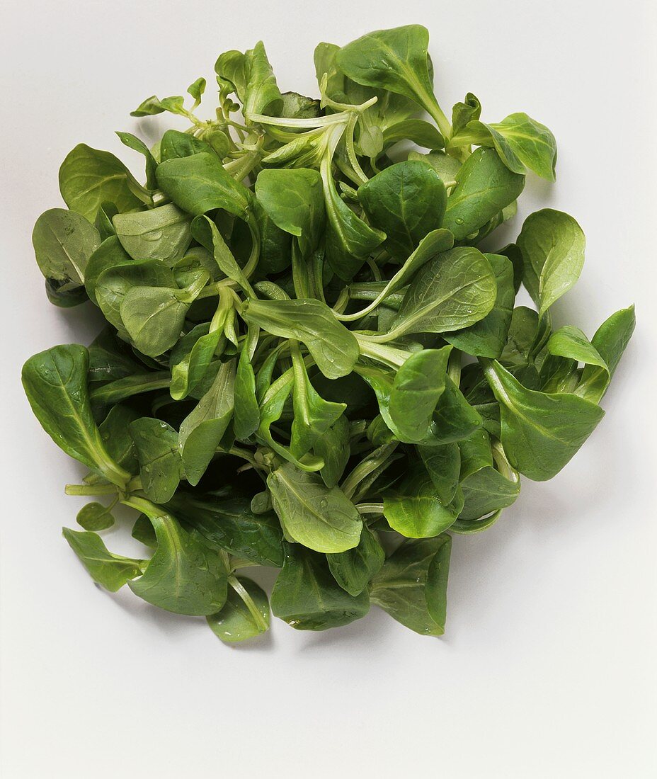 A Fresh Head of Lamb's Lettuce