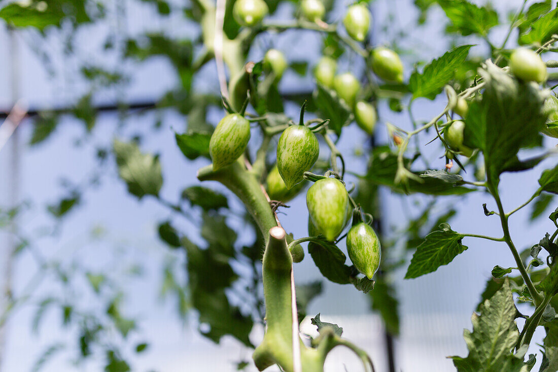 Lush green heirloom tomatoes growing on the vine in a sustainable organic greenhouse, showcasing fresh produce