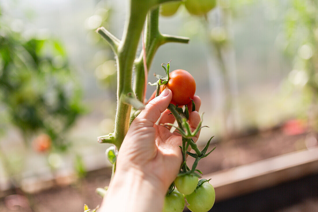 Nahaufnahme einer Hand, die in einem sonnenbeschienenen Gewächshaus vorsichtig eine reife, rote Bio-Tomate zwischen grünen, unreifen Tomaten erntet