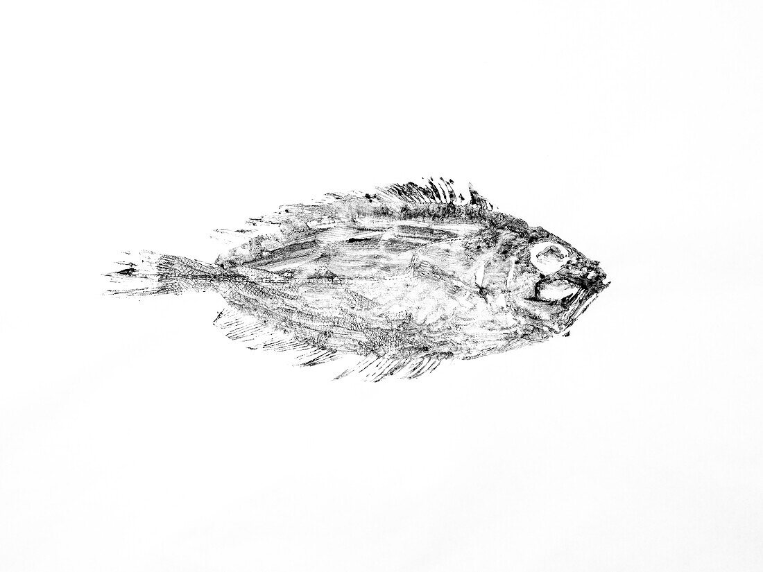 Seawater fish imprinted with black ink on rice paper in traditional Japanese gyotaku technique