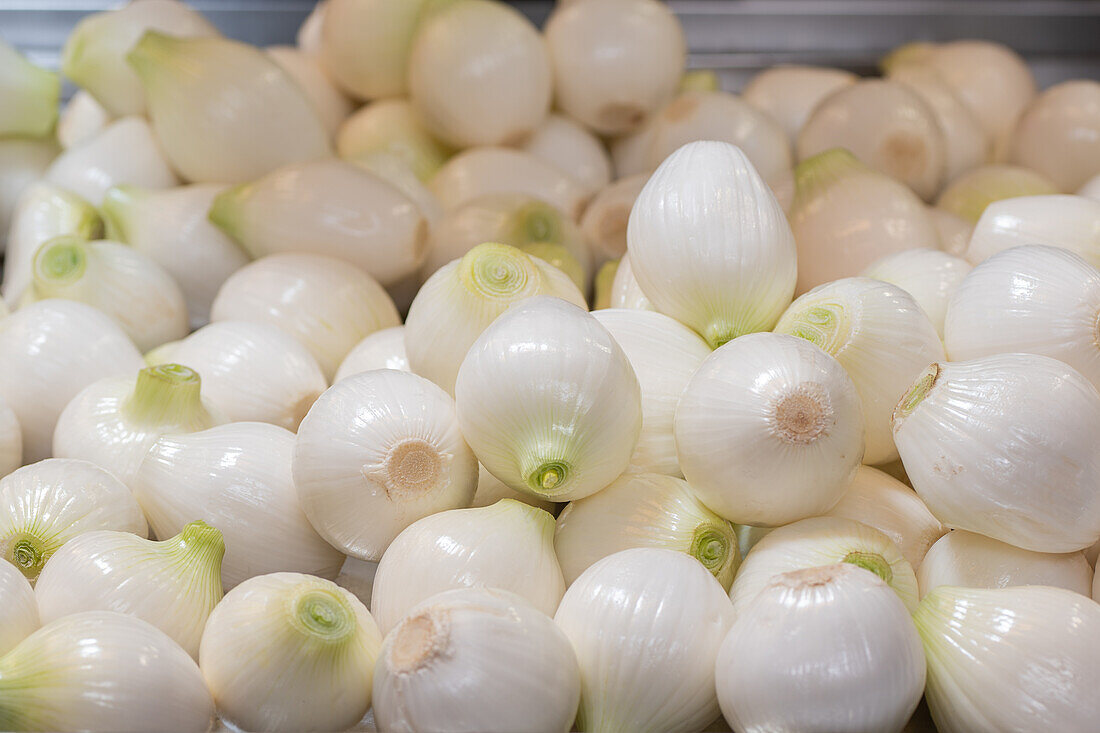 Nahaufnahme eines Haufens frischer, weißer Zwiebeln mit glatter Schale und abgeschnittenen Wurzeln, die zum Verkauf angeboten werden