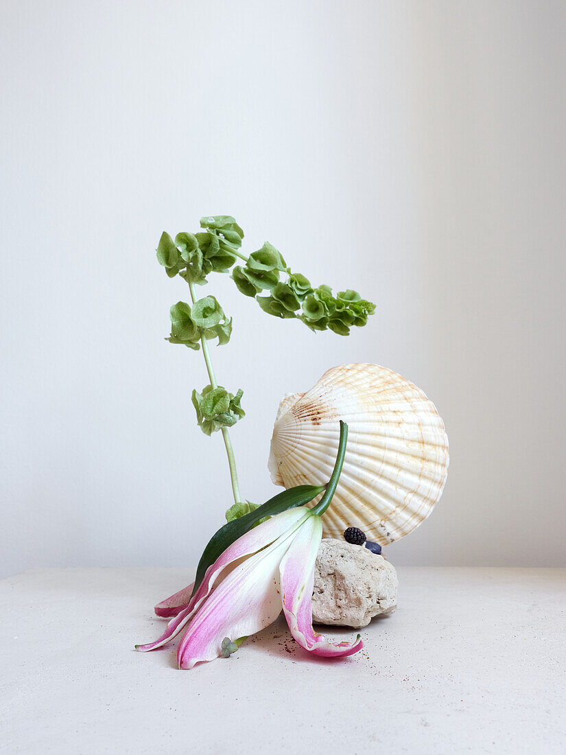 A unique composition featuring a seashell and a fallen flower on a neutral background, creating a nature-inspired still life