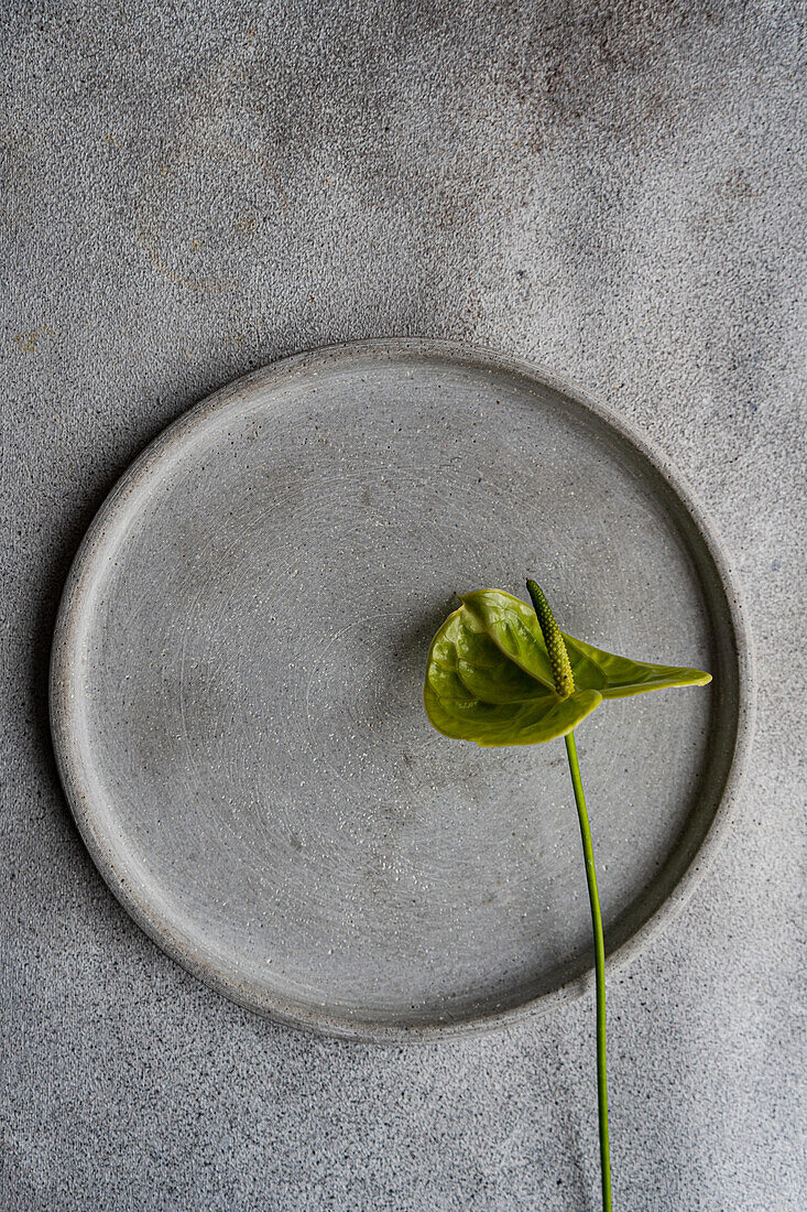 Draufsicht auf eine einzelne grüne Anthurium-Blüte, die auf einem strukturierten grauen Keramikteller liegt und eine minimalistische Ästhetik bietet, die ideal für moderne Dekorationsthemen ist.