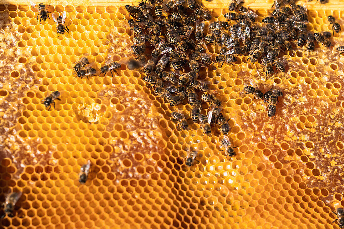 Nahaufnahme von oben von vielen Bienen, die in einem Bienenstock auf dem Land auf einer Wabe sitzen