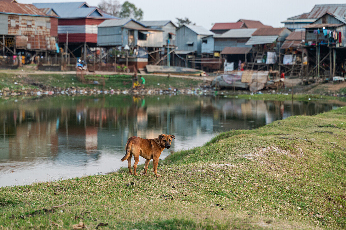 A solitary dog stands on a grassy bank, overlooking a peaceful river flowing by traditional stilt houses of a rural Cambodian village, capturing a serene moment in everyday rural life.