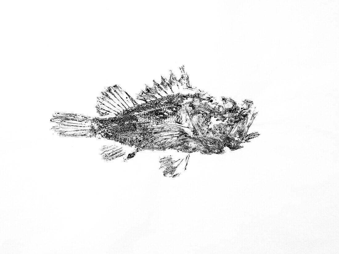 Print of scorpionfish made with black ink in Gyotaku technique on white rice paper