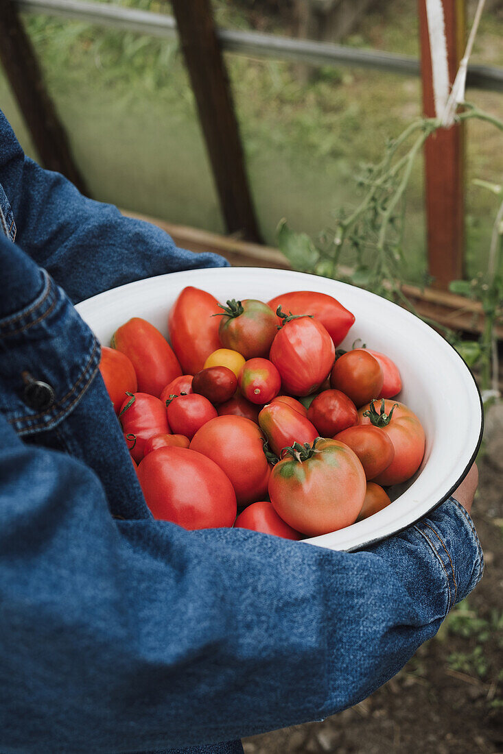 An abundance of ripe tomatoes fresh from the garden, nestled in a white bowl held by unrecognizable person's arms in a denim jacket