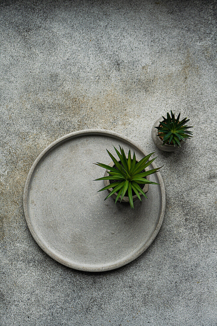 Top view of serene minimalist table setting on a textured background, featuring a single ceramic plate accompanied by two small, vibrant succulents