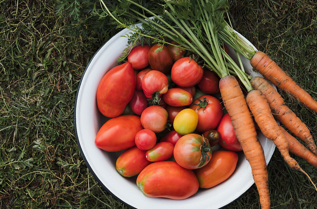 A bowl of freshly picked tomatoes next to a bunch of carrots laid on a natural grass background, showcasing a home garden harvest