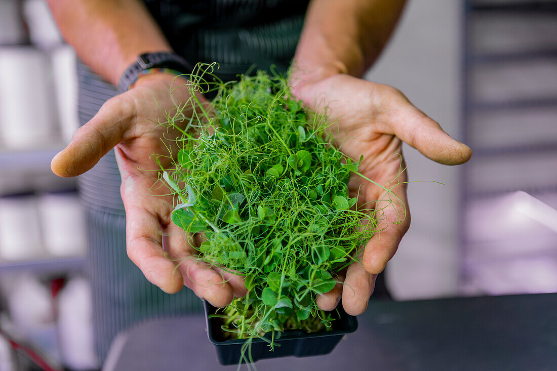 A man in a dark apron holds a lush clump of vibrant microgreens, emphasizing healthy, organic produce options