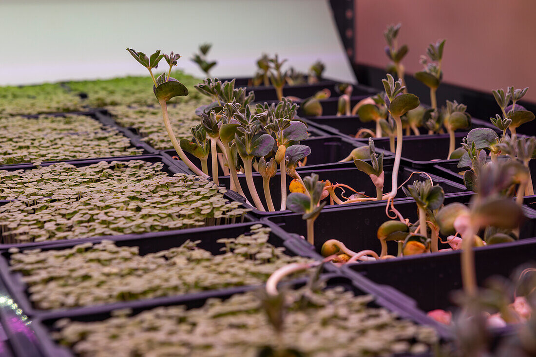 A detailed view of various microgreens sprouting in a controlled indoor agricultural setup, reflecting a sustainable and modern farming approach