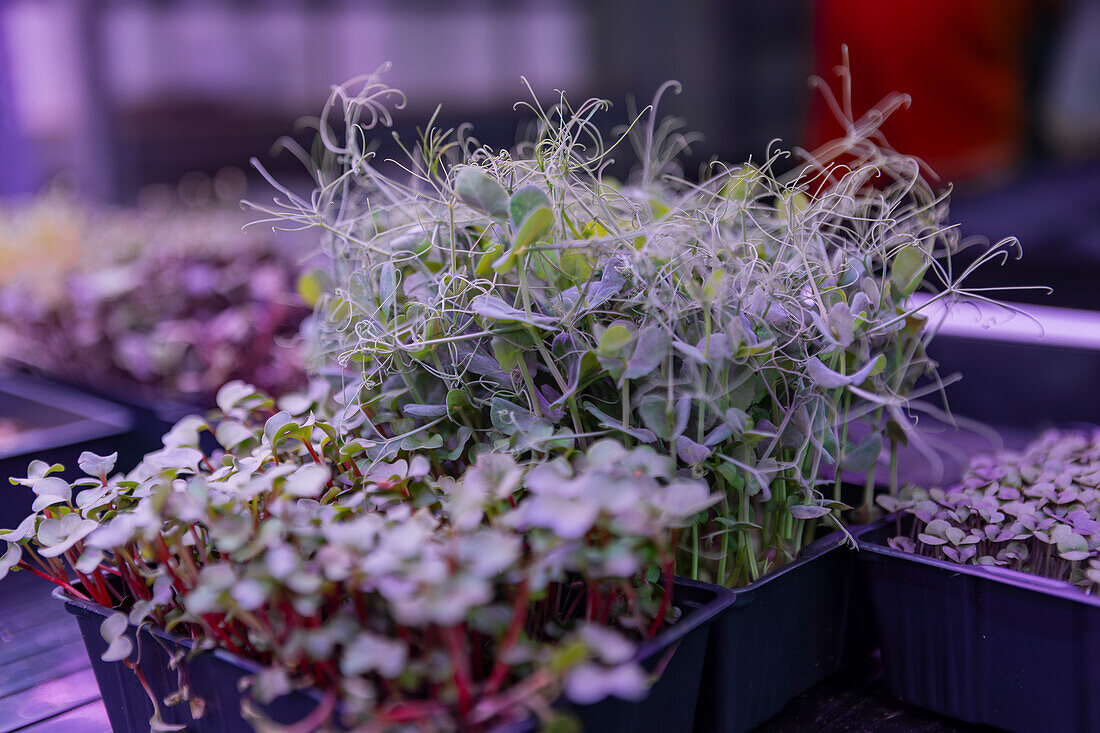 Fresh microgreens sprout abundantly in plastic trays under controlled lighting, showcasing a variety of leafy sprouts with vibrant colors