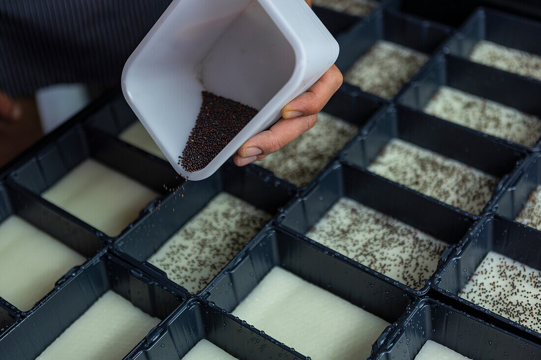 A hand carefully disperses seeds into segmented trays, a method used in controlled microgreen cultivation at an urban farm, focusing on maximizing growth efficiency and minimizing waste