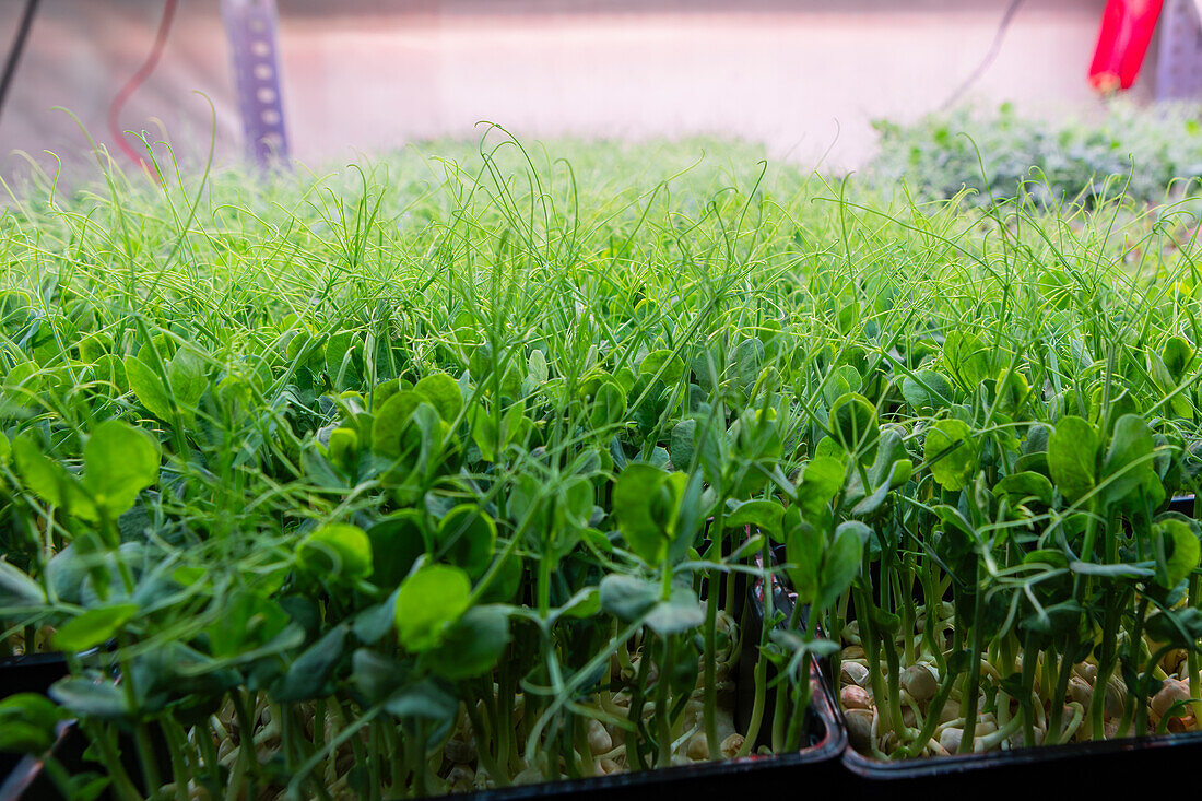 An image showcasing a dense bed of thriving microgreens in various stages of growth, featuring a focus on their delicate tendrils and lush green leaves