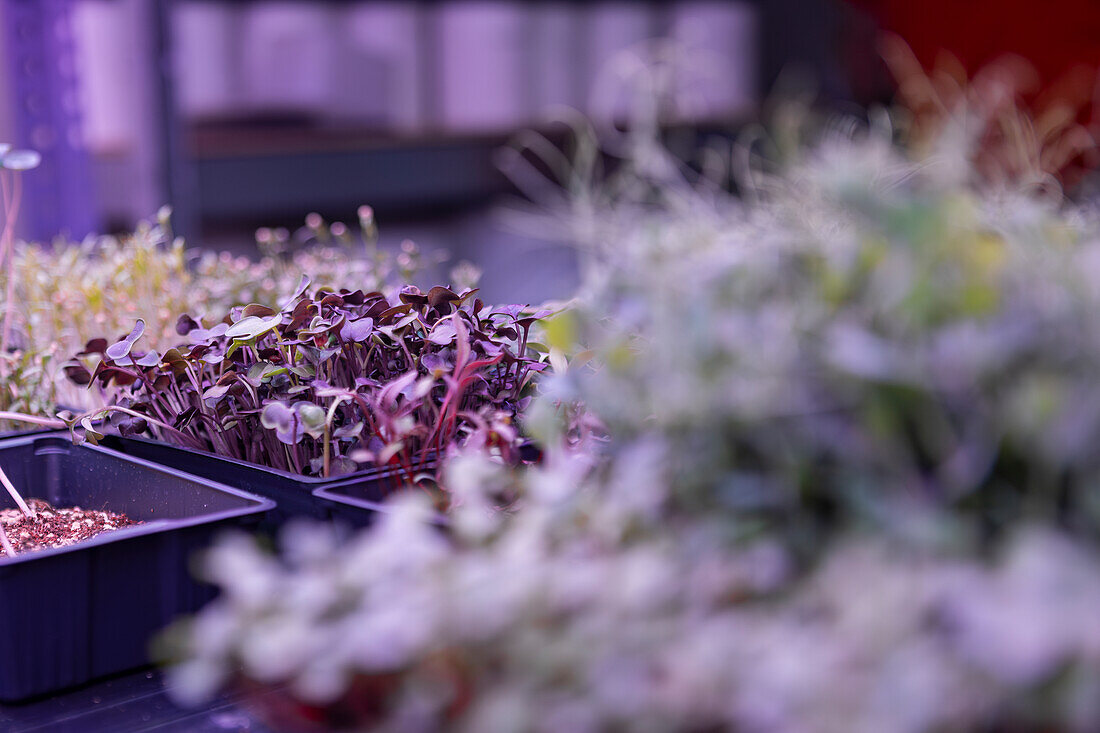 A close-up view of diverse microgreens sprouting in indoor planting trays, showcasing a mix of colors and textures under artificial lighting