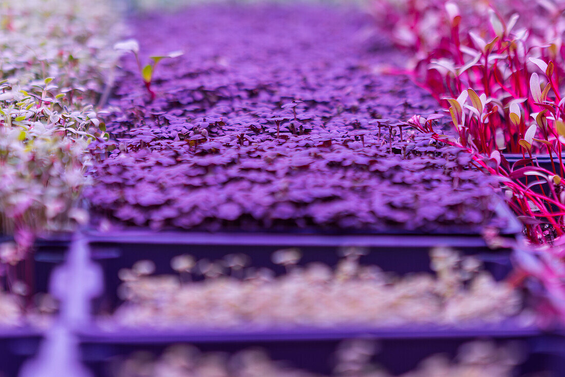 An array of vibrant and colorful microgreens flourishing under artificial lighting in a controlled indoor agricultural setting The photograph showcases various stages of young plant growth with a focus on their dense and lush foliage