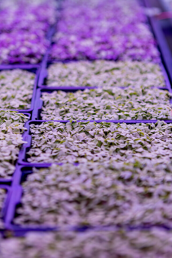 A vertical image showing the cultivation of a vibrant microgreens in purple and blue growing trays under controlled lighting conditions, promoting urban farming methods