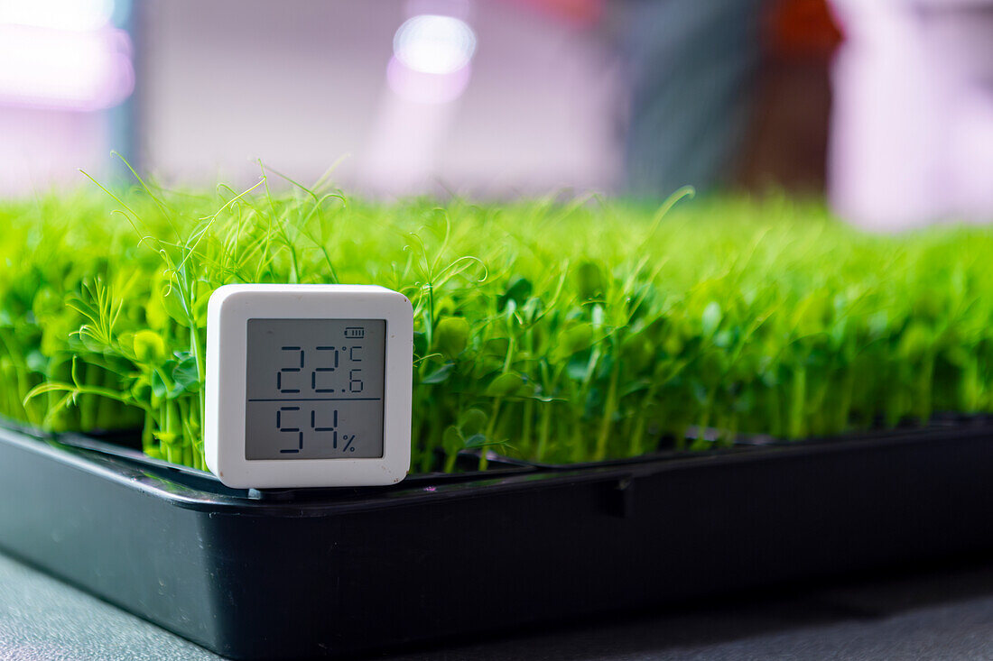 A digital thermometer displays temperature and humidity levels critical for growing healthy microgreens in a controlled environment