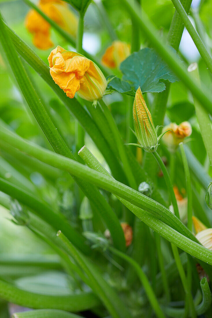 Blooming courgette plants in a home vegetable garden.