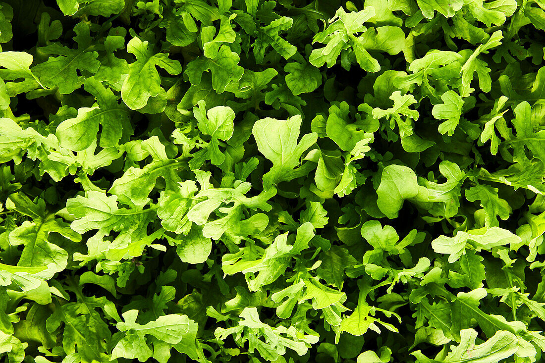 Nahaufnahme von wachsendem Rucola aus der Vogelperspektive