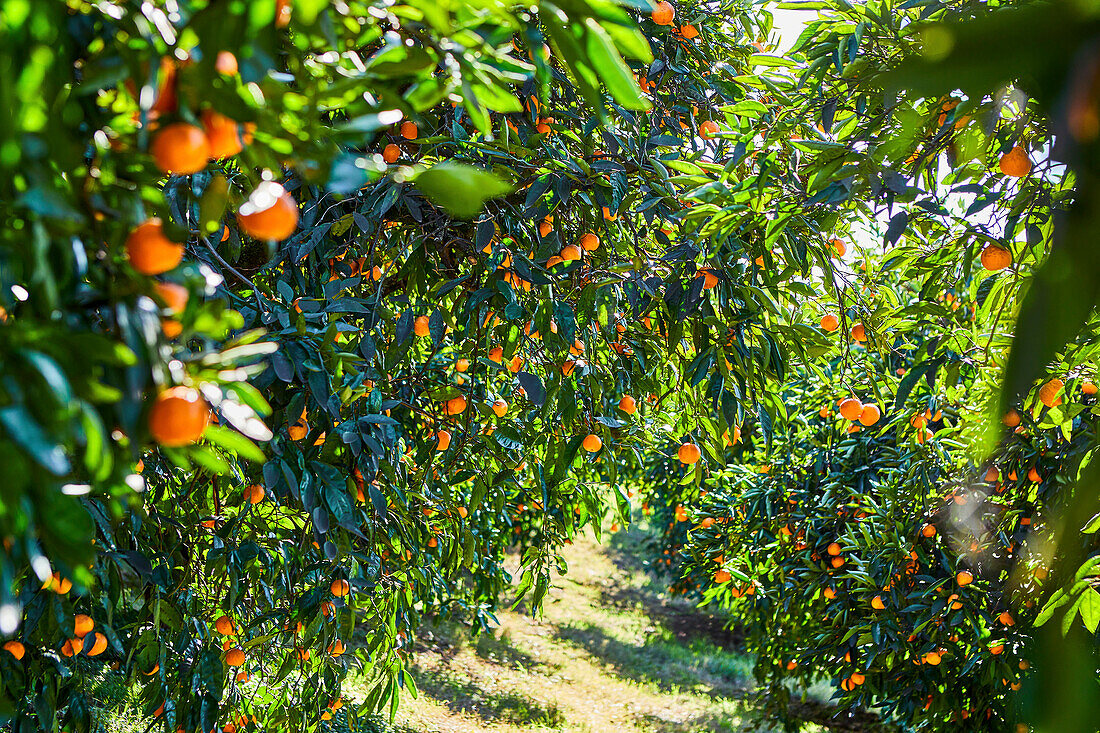 Blick durch Mandarin-Orangen-Obstbäume