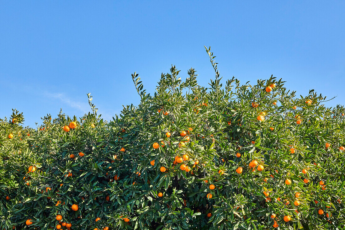 Mandarin orange tree canopy with blue sky