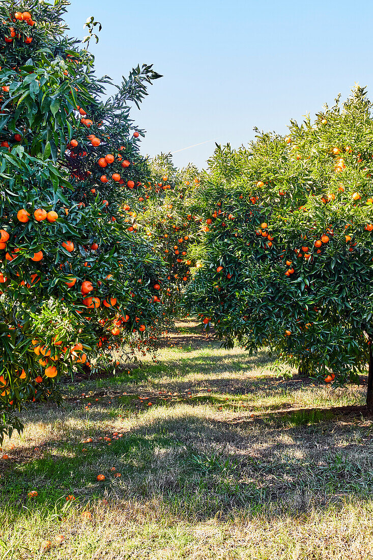 Mandarin Orange Orchard Landscape