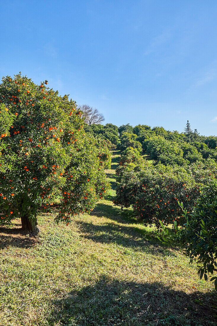 Mandarinen-Obstgartenlandschaft mit blauem Himmel