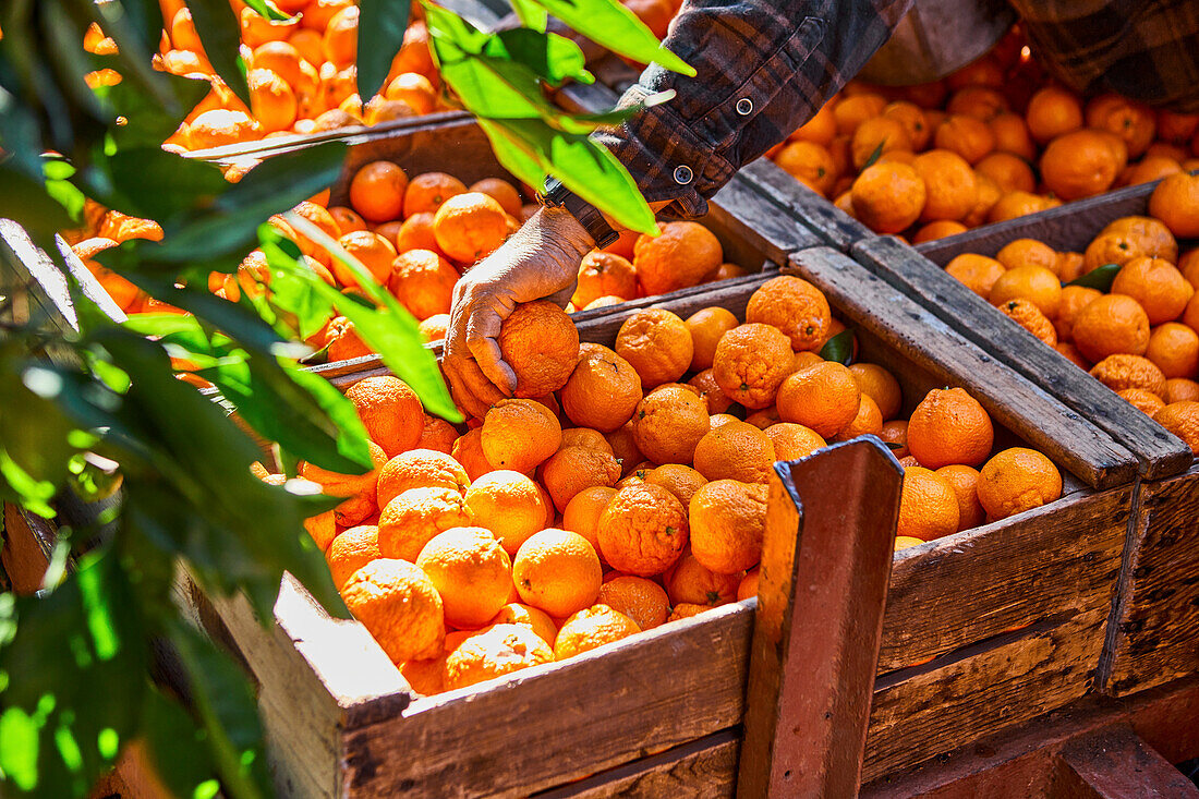 Farmer Sorting Mandarin Oranges into Wooden Crates