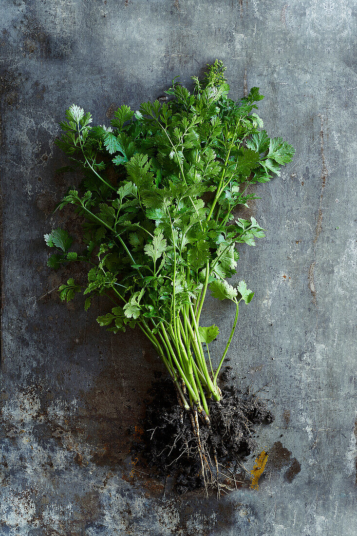 Fresh green coriander plant with root on a grey background