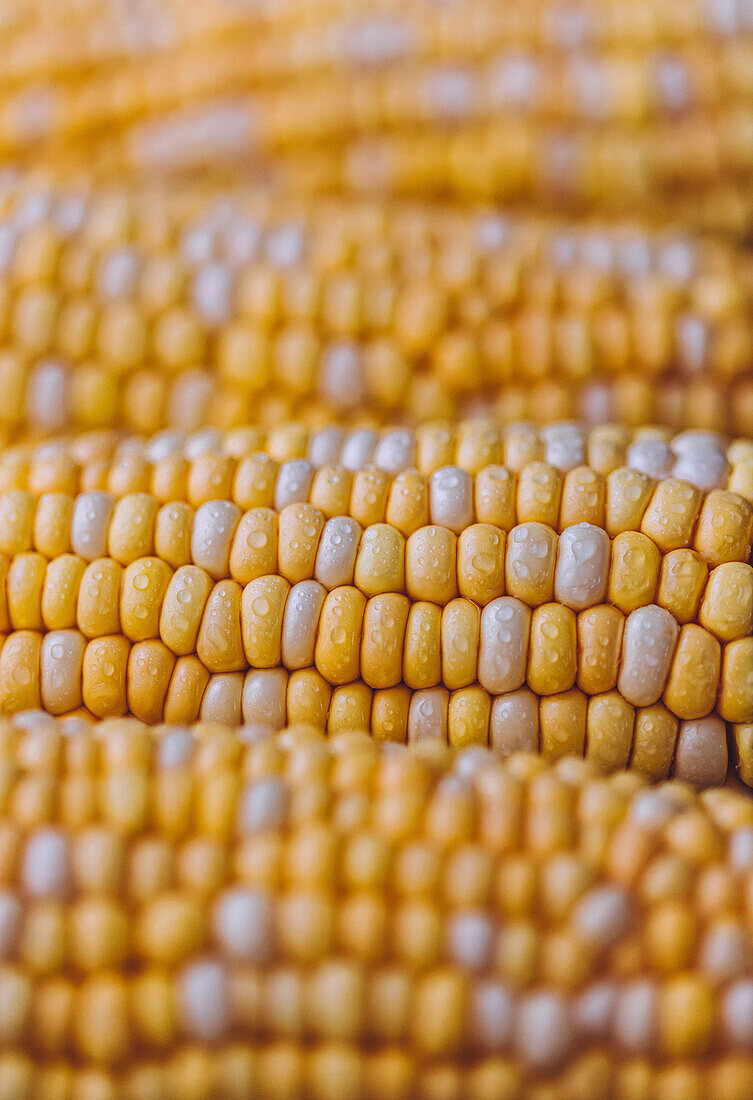 Maiskolben in Großaufnahme