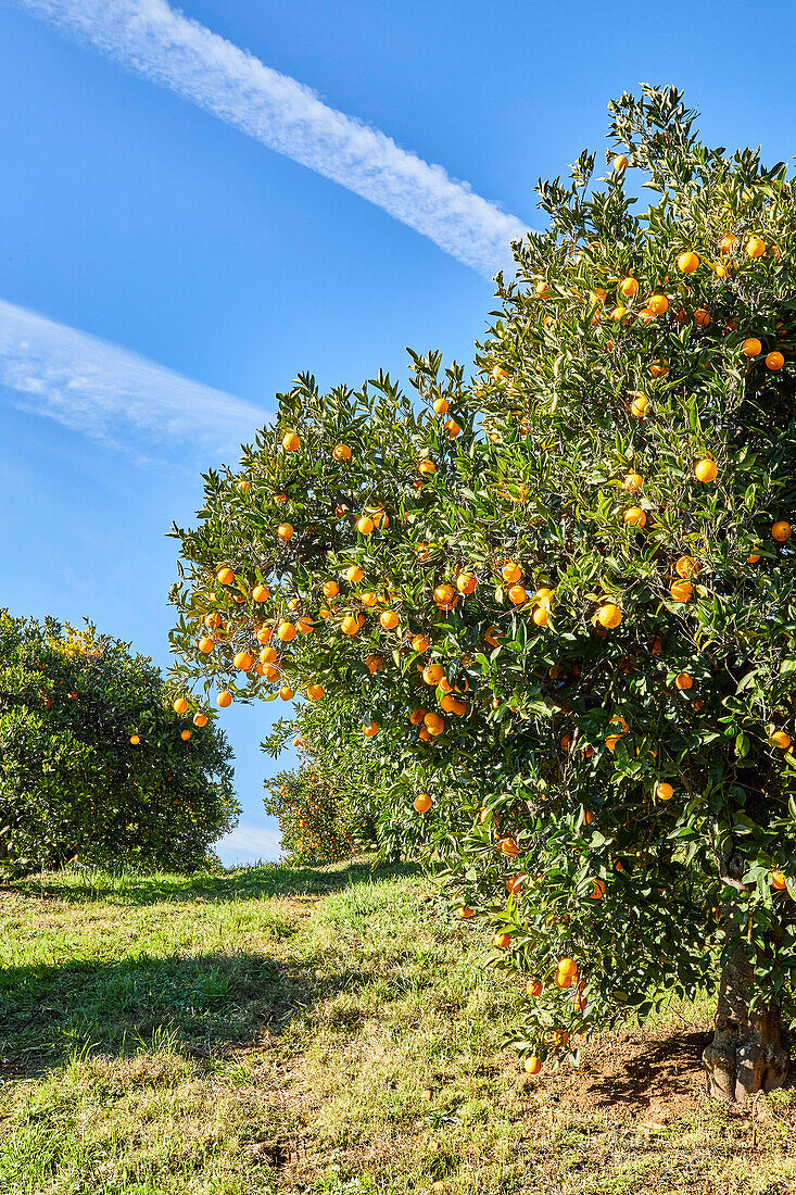 Mandarin Orange Orchard Treetops with Blue Sky