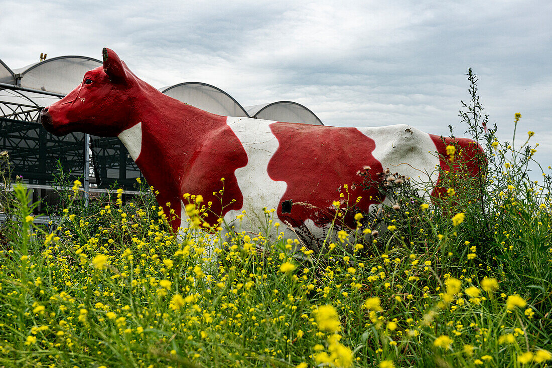 Eine Herde Milchkühe auf einem schwimmenden Bauernhof, die Gras grasen, während sie Milch und Milchprodukte für Lebensmittel und Getränke produzieren. Rotterdam, Niederlande.