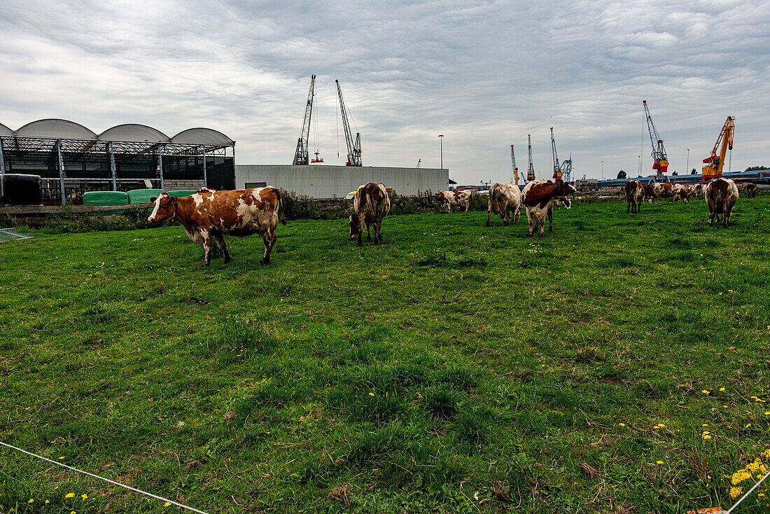 Eine Herde Milchkühe auf dem schwimmenden Bauernhof weidet auf der Weide, während sie Milch und Milchprodukte für Lebensmittel und Getränke produziert. Rotterdam, Niederlande.