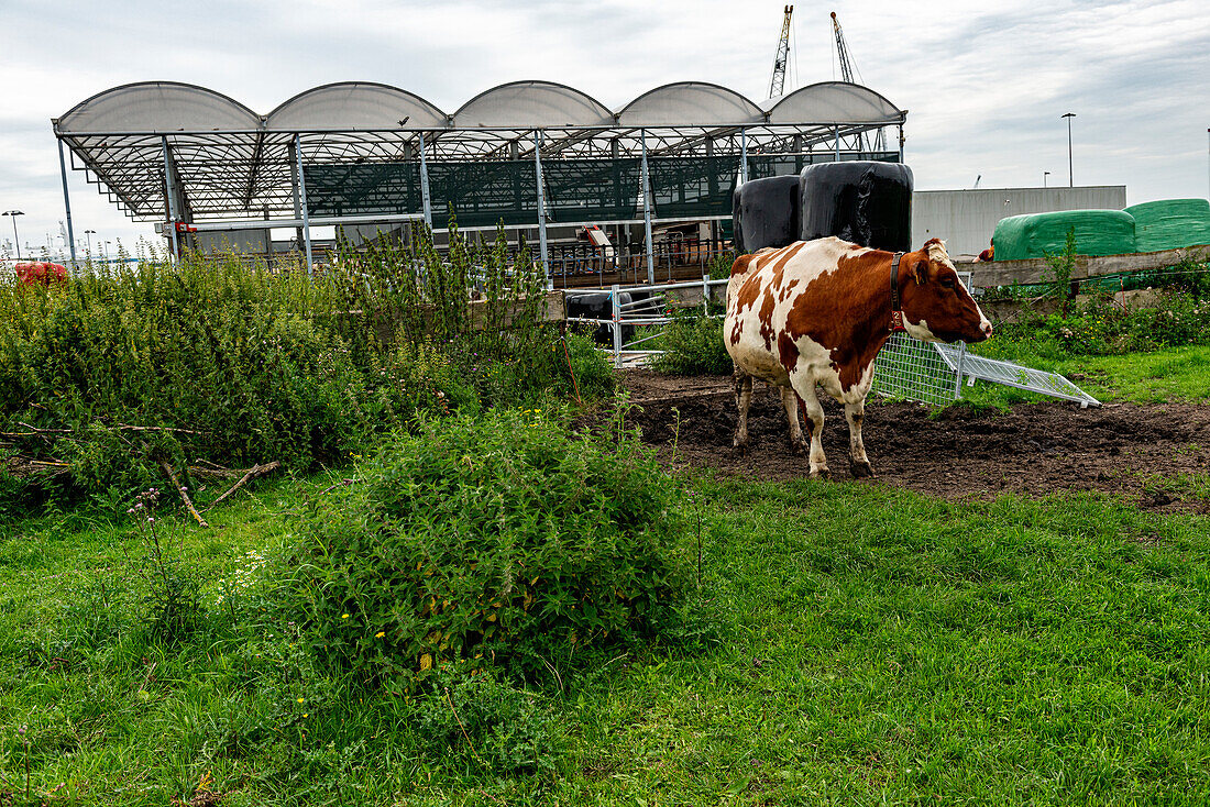 Eine Herde Milchkühe auf einem schwimmenden Bauernhof weidet Gras, während sie Milch und Milchprodukte für Lebensmittel und Getränke produziert. Rotterdam, Niederlande.